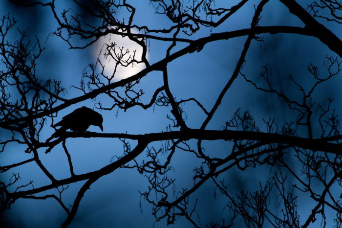 Чорний ворон в блакиті ночі при місячному світлі. Фотограф Гідеон (Gideon Knight).  