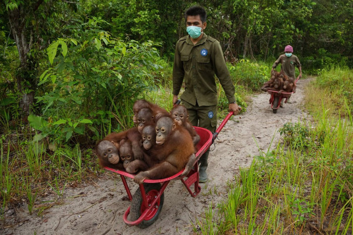 Рятувальники допомагають орангутангам, які постраждали від пожеж в лісі, переселитися на нові місця проживання. Фотограф Тім Ламан (Tim Laman). 