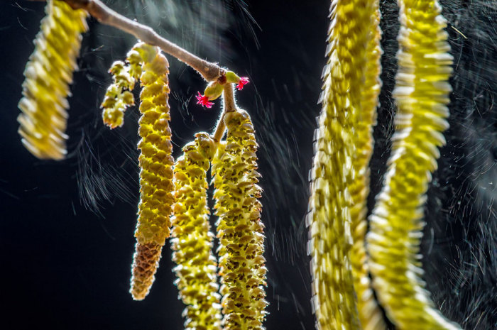 Сережки від горіха колишуться від вітру і помахів крил невидимої птиці. Фотограф Вальтер Бінотто (Valter Binotto).  