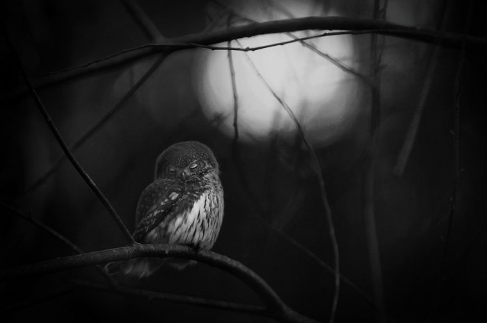 Чорно-біла фотографія птиці, яка засинає на голих гілках в перших променях місяця. Фотограф Матс Андерссон (Mats Andersson). 