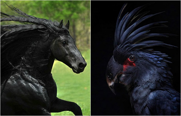20 животных необычного темного цвета, похожих на звезды хард-рока (ФОТО)