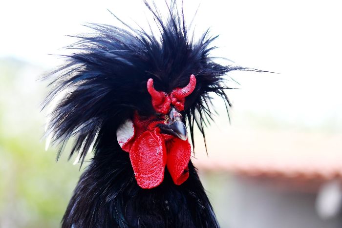 20 животных необычного темного цвета, похожих на звезды хард-рока (ФОТО)