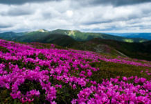 У Карпатах знову зацвіла червона рута: ефектні фото