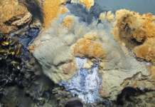 Вчені виявили підводне «озеро смерті»