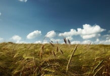 Українців попередили про сильний вітер: якою буде погода 21 липня