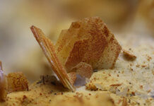 У NASA пояснили, як на поверхні Марса опинився рідкісний мінерал тридиміт