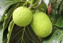 Їжа майбутнього. Вчені роблять ставки на давно забутий продукт