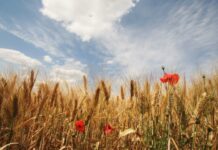 В Україну йде похолодання: якою буде погода 31 серпня