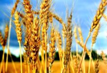 Аномальна спека та грози: синоптики розповіли про прогноз погоди на серпень