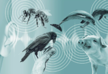 Вчені знайшли спосіб розшифрування мови тварин