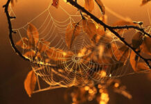 Довге “бабине літо” та перші морози: якою буде осінь в Україні