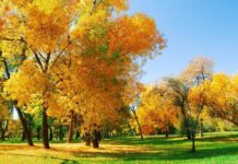 Спочатку посуха, а потім холодно і мокро: синоптики дали прогноз на вересень 2022