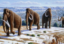 “Воскресіння” мамонтів не за горами: американські вчені взялися за амбітну ідею