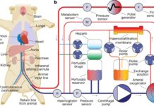 Вчені відновили функцію органів мертвих свиней за годину після її смерті