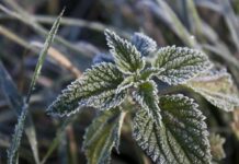 Синоптик попередила про заморозки в Україні: де буде найхолодніше