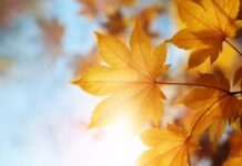 Завтра в Україні потеплішає до +24 градусів