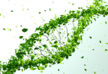 Рослини можуть думати та ухвалювати рішення, – вчені