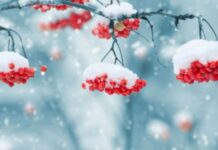 Стало відомо, якою буде зима в Україні