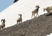 Вчені за допомогою гірських тварин спрогнозували майбутнє людства