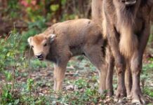 Вперше за тисячоліття у Великій Британії народився дикий зубр