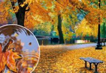 Буде тепліше, ніж зазвичай: синоптик розповів, якої погоди чекати в Україні в листопаді