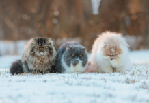 Від -12 до +7 градусів: синоптики дали прогноз на зиму 2022-2023