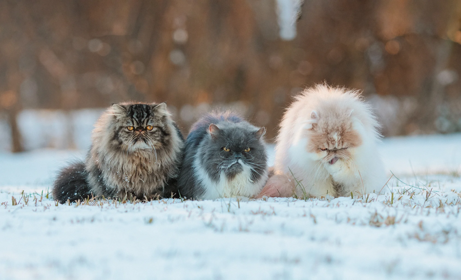 синоптики дали прогноз на зиму 2022-2023