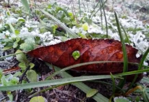 Україну накриють заморозки та штормовий вітер: синоптики зробили попередження