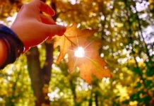 Погода 23 жовтня: останній теплий день перед циклоном та дощами