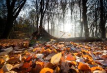 Антициклон накриє Україну: Наталка Діденко прогнозує суху та теплу погоду 7 листопада