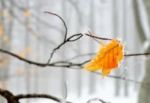 Погода 28 листопада: похолодання, тумани та мінус місцями