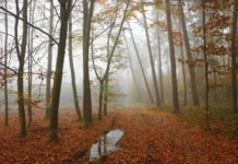 Зима близько? Синоптики розповіли, коли чекати похолодання та чи буде сніг