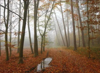 Зима близько? Синоптики розповіли, коли чекати похолодання та чи буде сніг