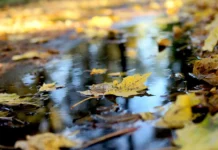 Прогноз погоди на 5 листопада: дощі накриють більшість України