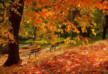 Коли очікувати сніг та скільки ще потеплінь: прогноз Наталки Діденко на листопад