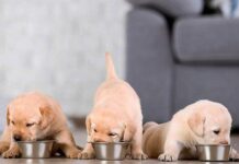 Харчування для цуценят: як забезпечити здоровий старт?