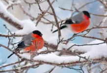 Сильні морози чи аномальне тепло: синоптики розповіли якою буде зима 2025-2026 в Україні
